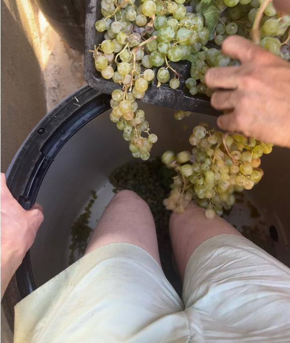 Chapter 4 - Making low intervention wine out of principle (but also out of necessity)