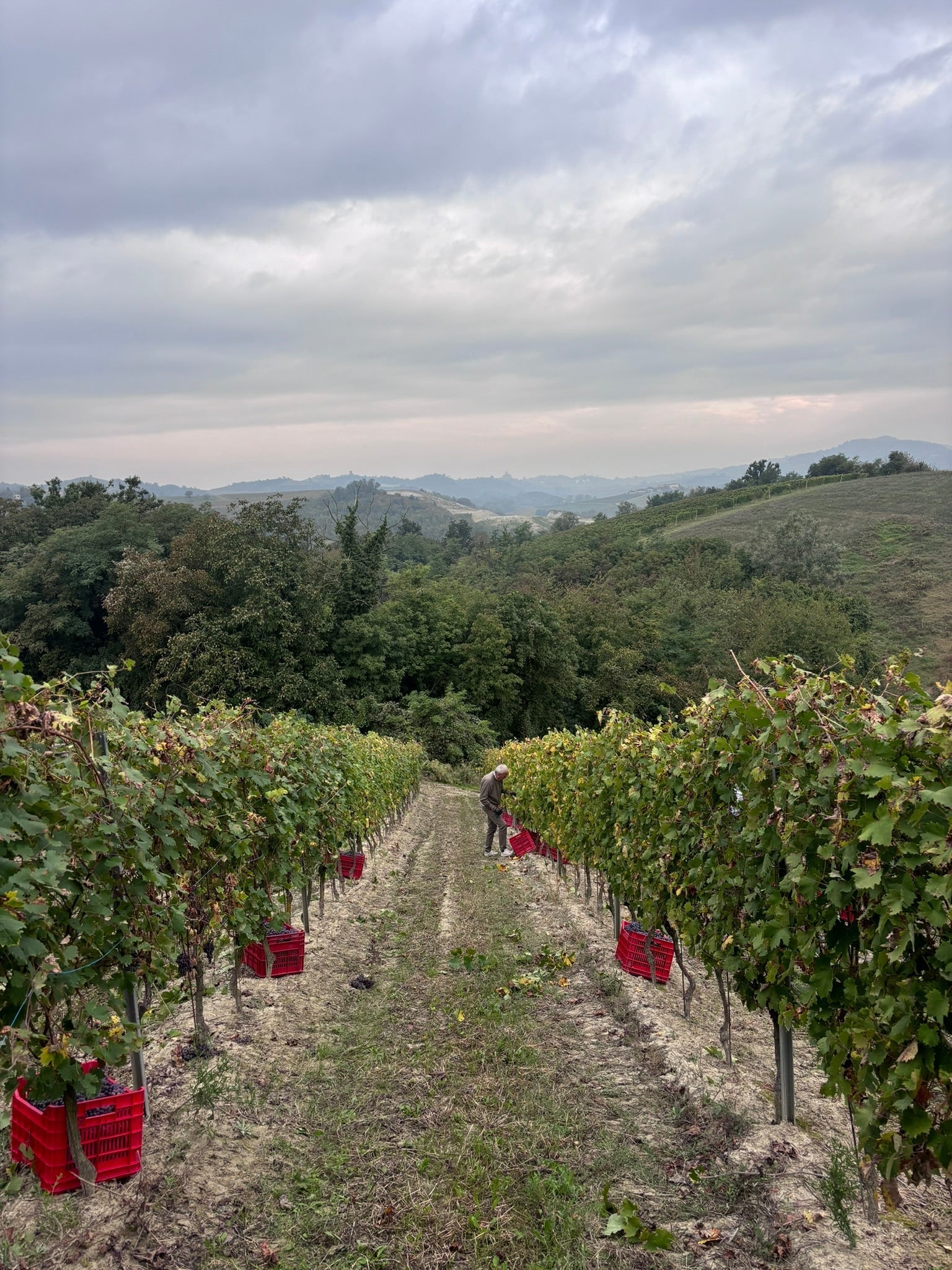 Grignolino vineyard