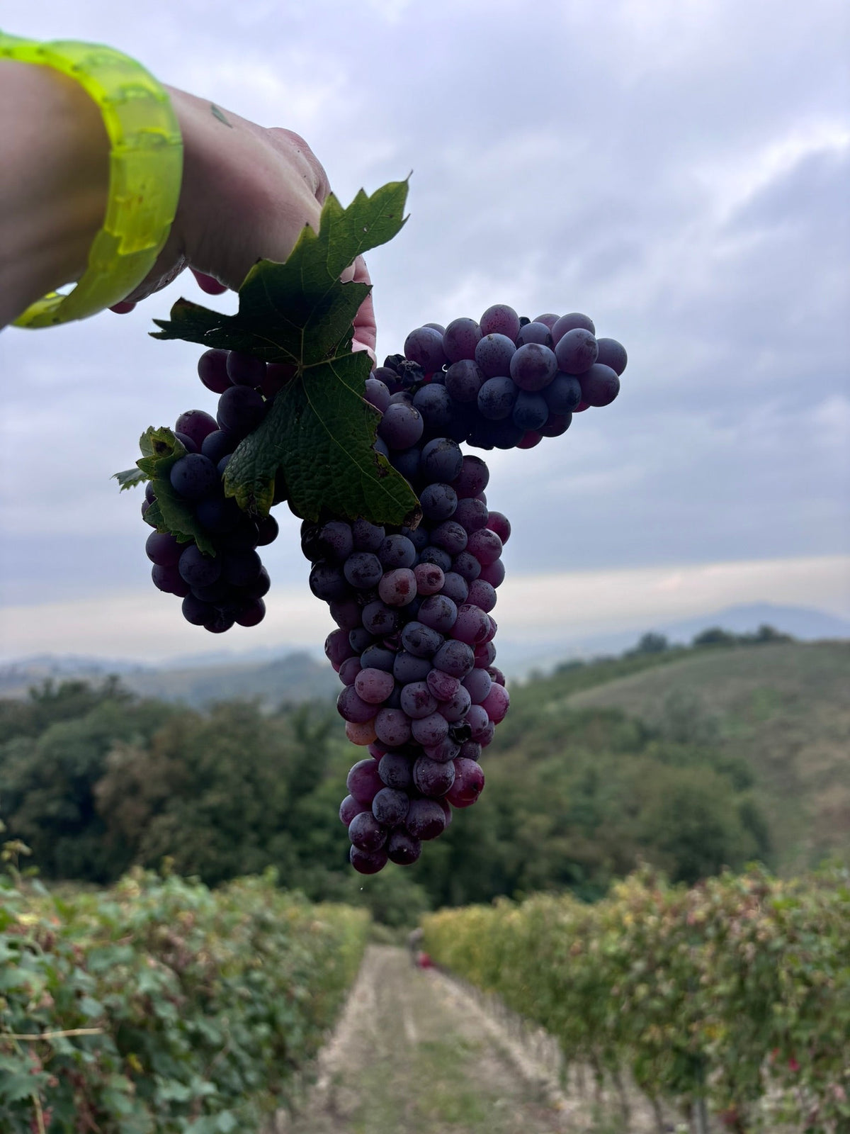 NR3 - Grignolino