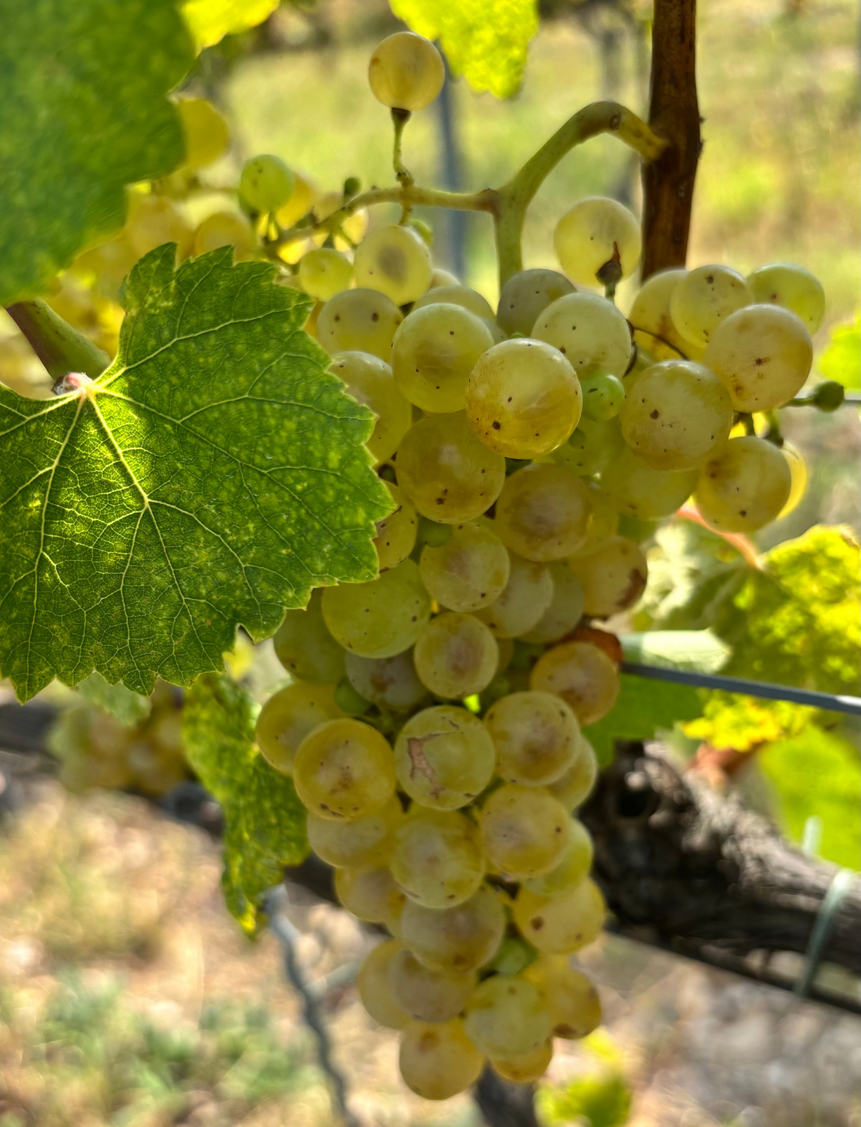 NR6 - The Grape