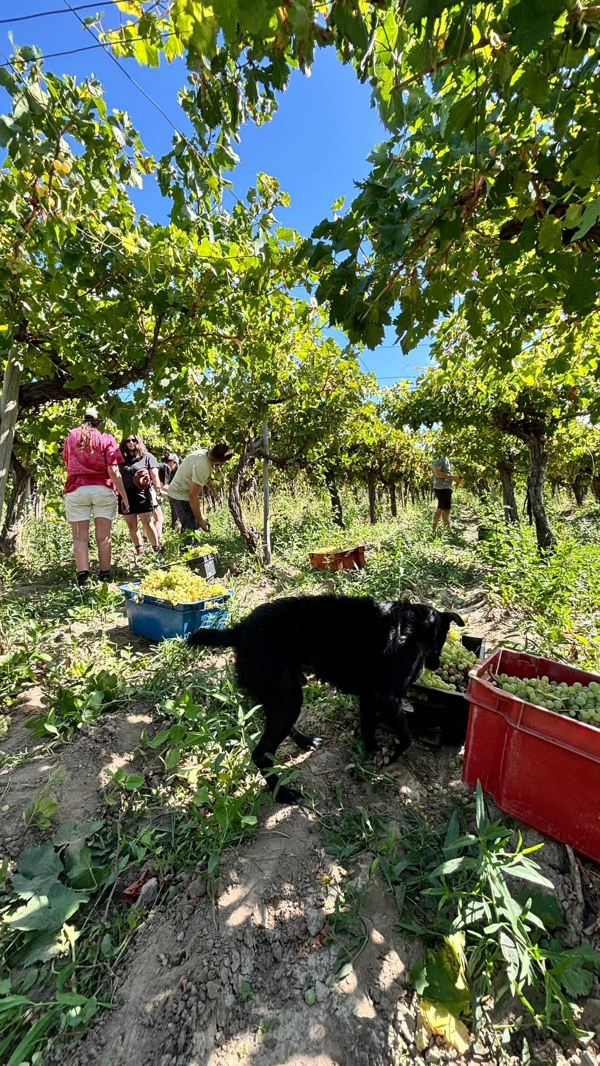 Chapter 3 - Harvesting more than grapes