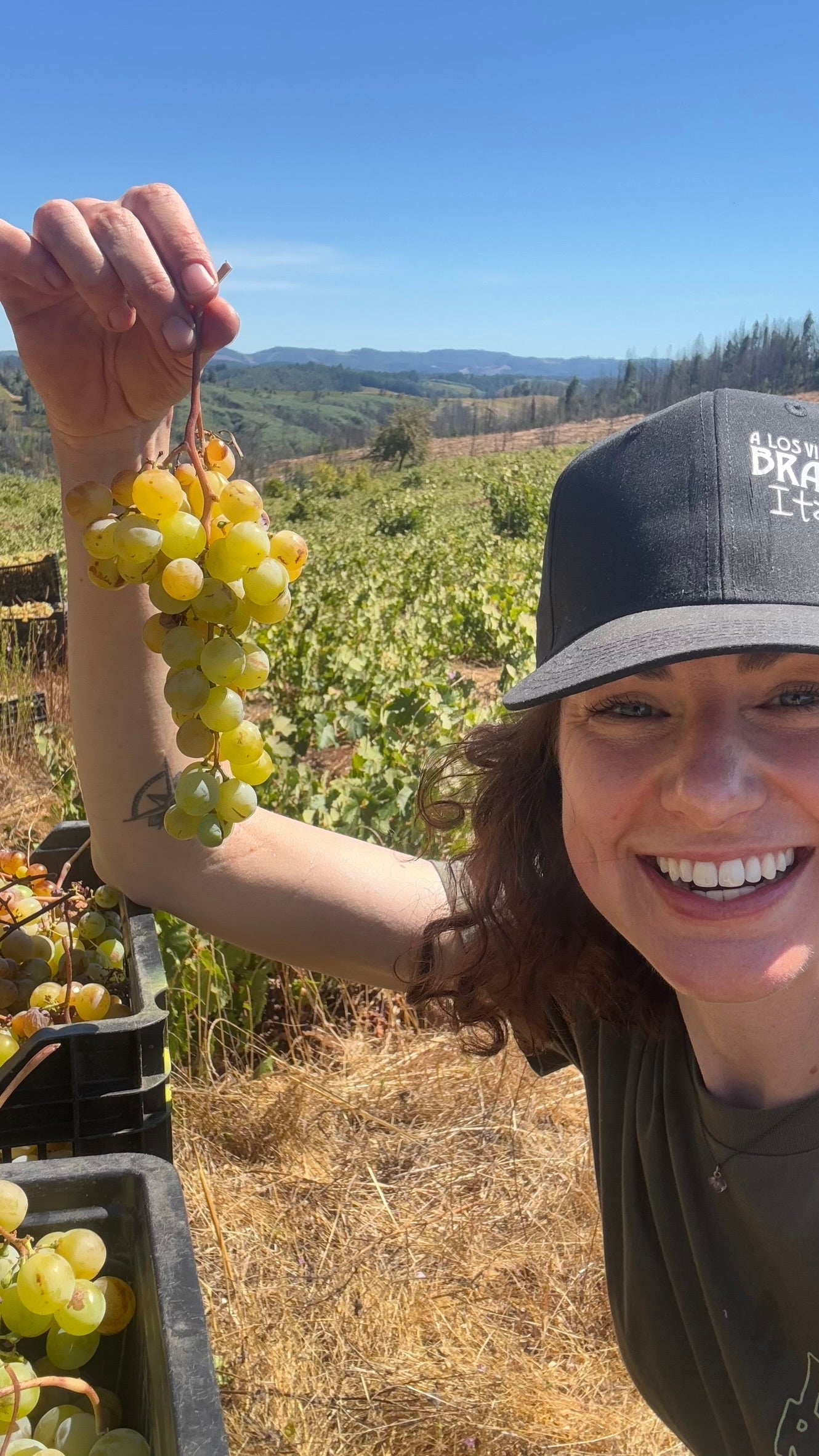 NR4 & NR5 - The Native Grapes