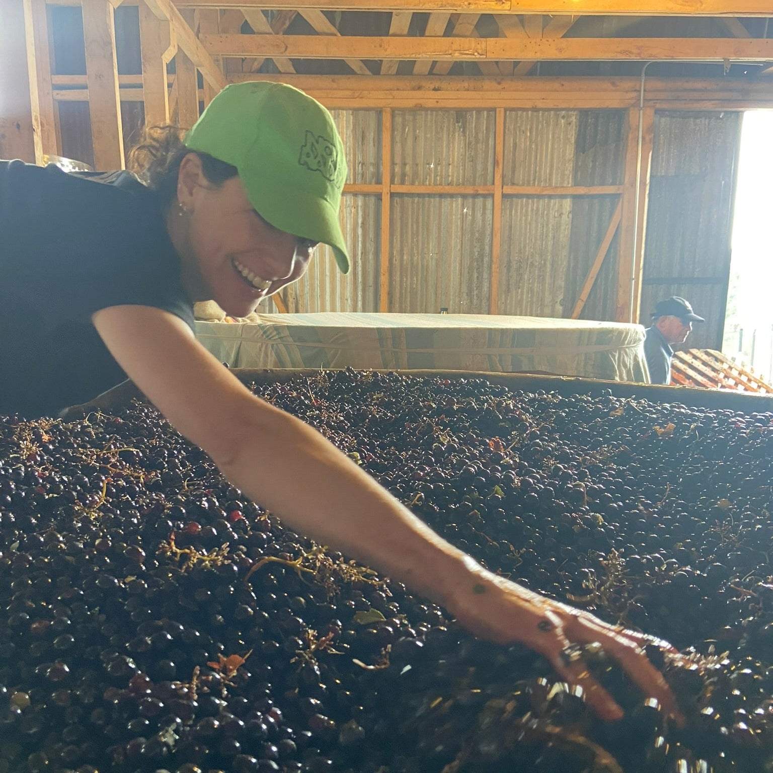 Person sorting grapes in a barn setting